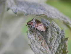 Dunkler Dickwanst (Eysarcoris venustissimus) im heimischen Garten