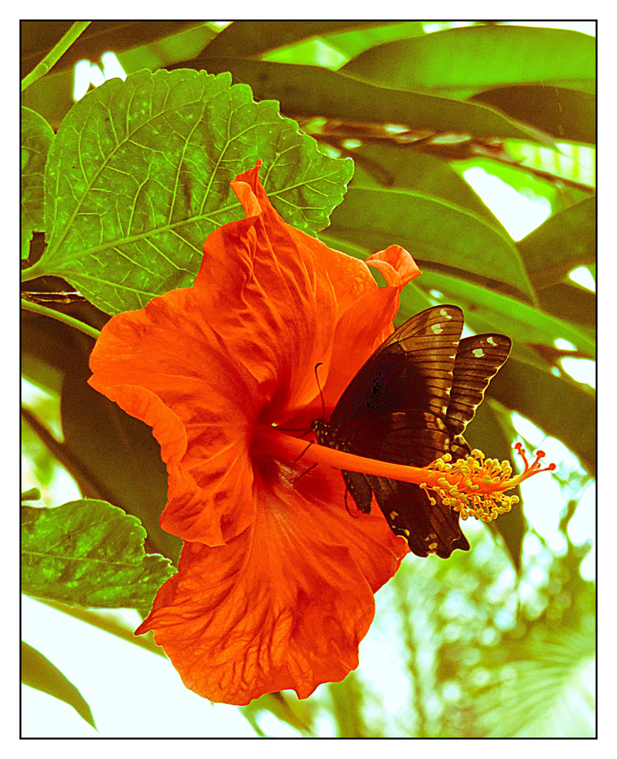 Dunkler Falter auf Hibiscus