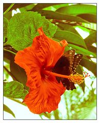 Dunkler Falter auf Hibiscus