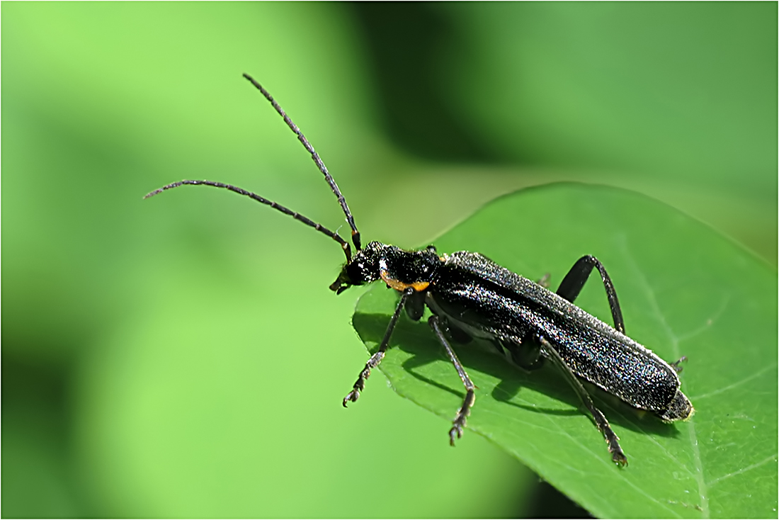  Dunkler Fliegenkäfer