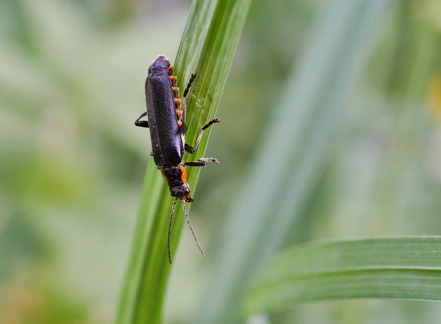  Dunkler Fliegenkäfer  (Cantharis obscura)