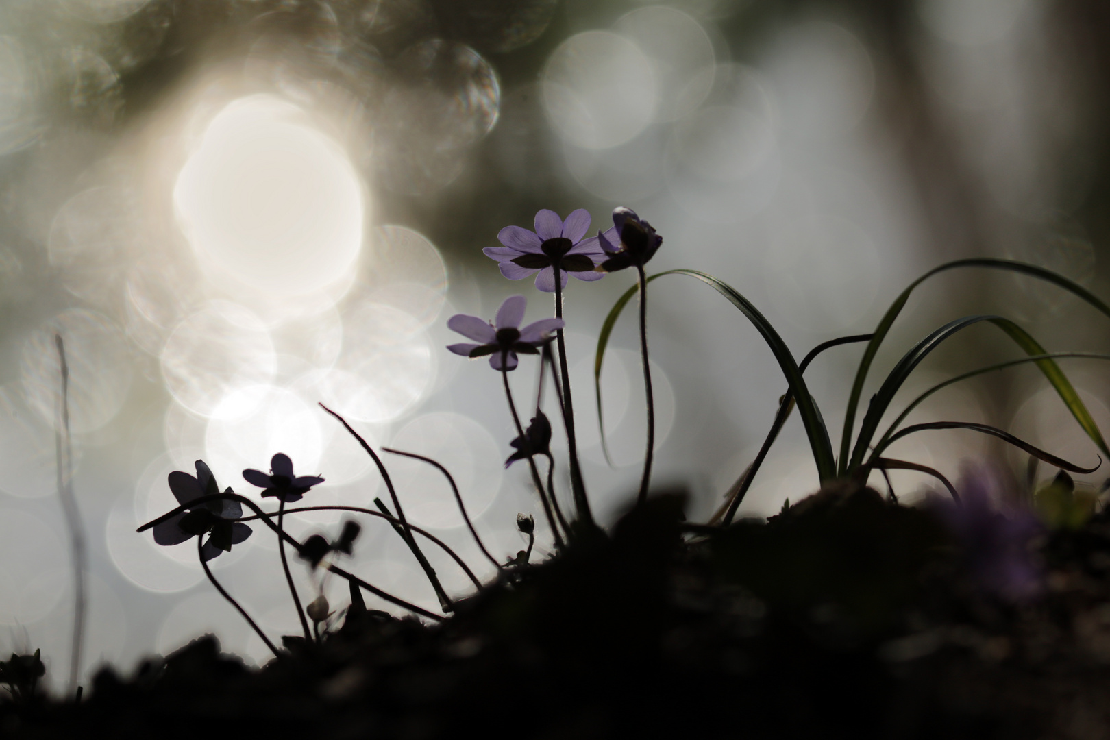 Dunkler Frühling