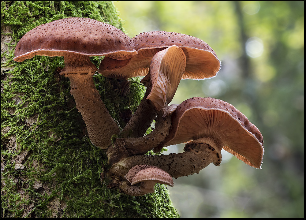 Dunkler Hallimasch (Armillaria ostoyae)