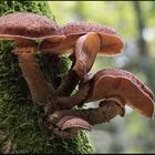 Dunkler Hallimasch (Armillaria ostoyae)