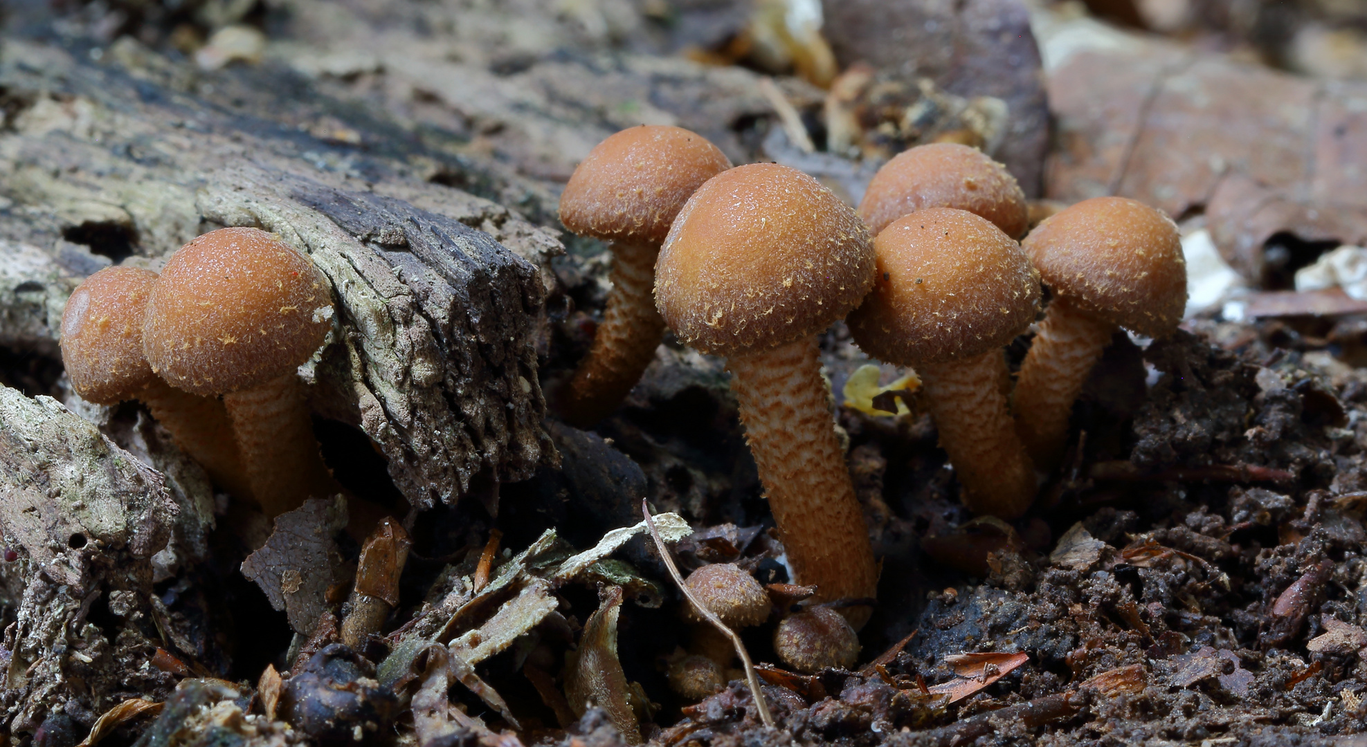 Dunkler Hallimasch / Armillaria solidipes