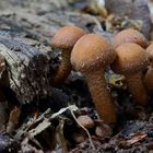 Dunkler Hallimasch / Armillaria solidipes