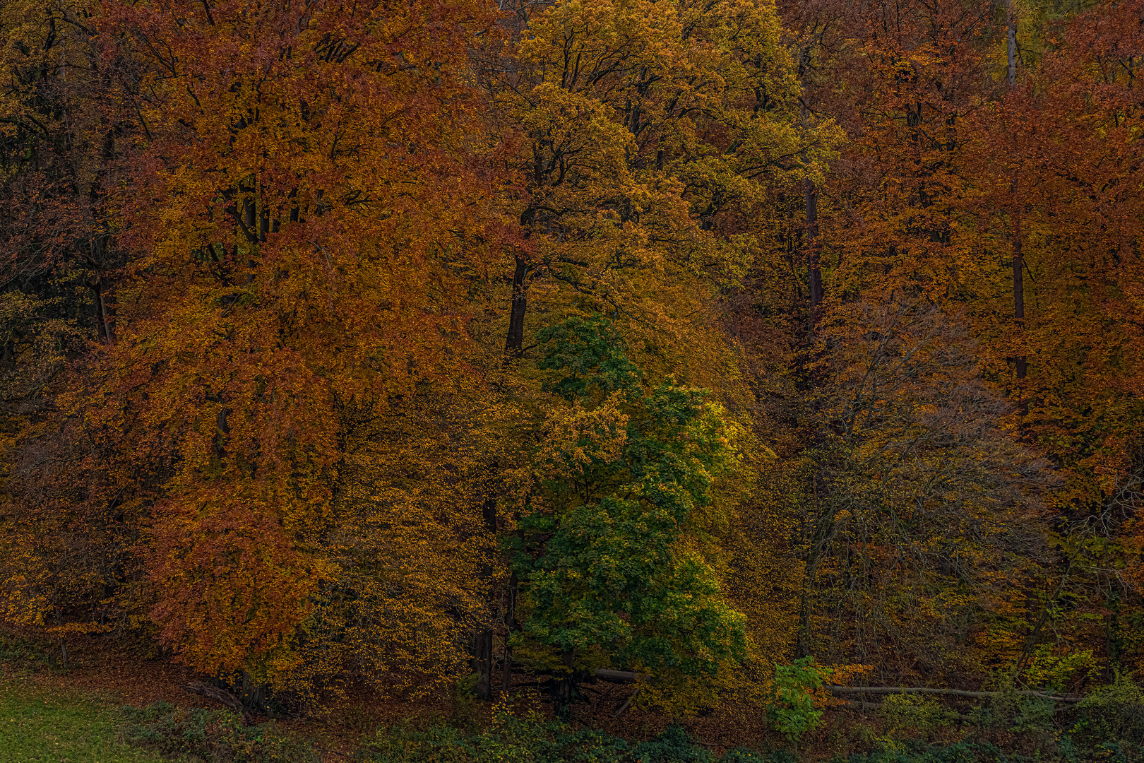 Dunkler Herbstwald