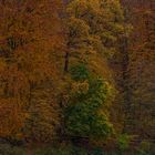 Dunkler Herbstwald