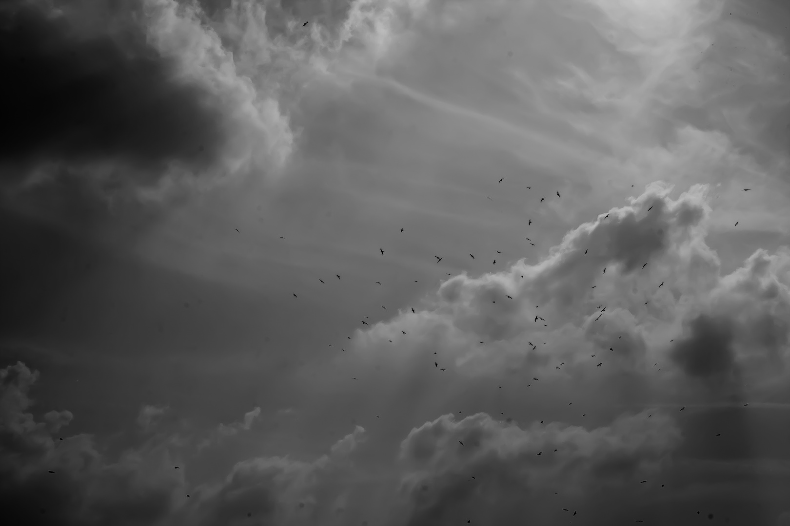 Dunkler Himmel mit Vögeln