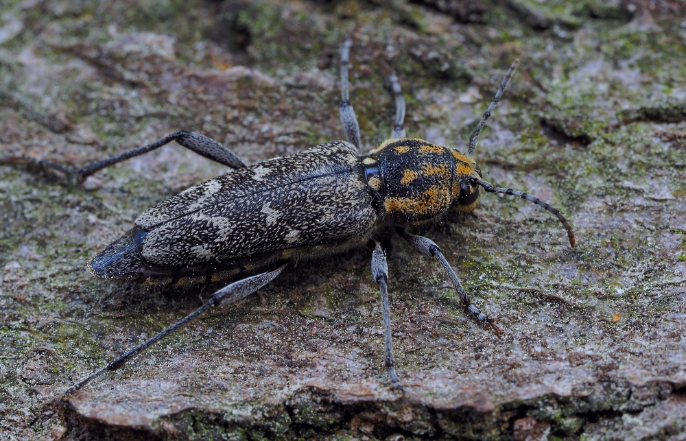 Dunkler Holzklafterbock (Xylotrechus rusticus)