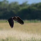 Dunkler Jungvogel