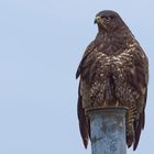 dunkler Mäusebussard (Buteo buteo) die 2. :)