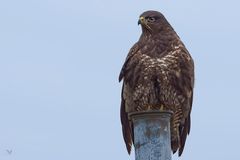 dunkler Mäusebussard (Buteo buteo) die 2. :)