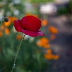 DUNKLER MOHN