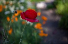 DUNKLER MOHN