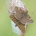 Dunkler oder auch Leguminosen-Dickkopffalter (Erynnis tages)