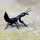 Dunkler Raubkäfer -(Ocypus tenebricosus), der wohl ein Modderkäfer ist. Danke für die Bestimmung.