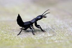 Dunkler Raubkäfer -(Ocypus tenebricosus), der wohl ein Modderkäfer ist. Danke für die Bestimmung.