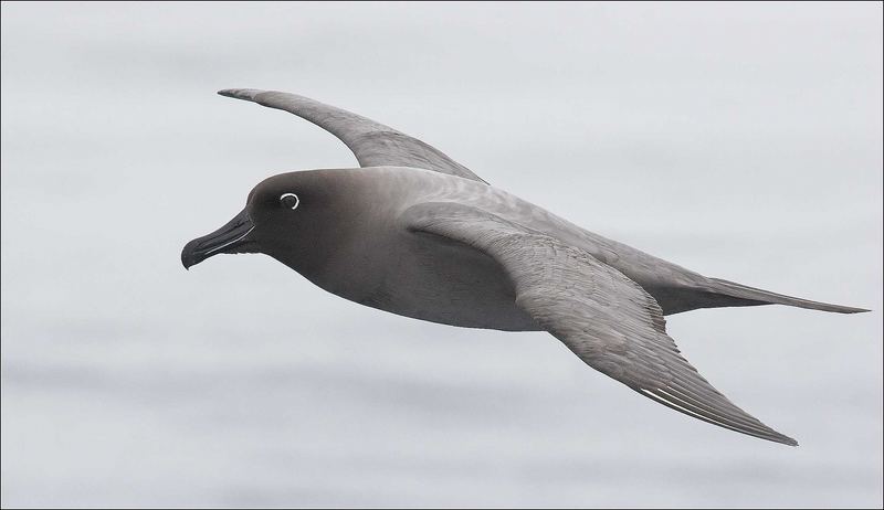 Dunkler Rußalbatros