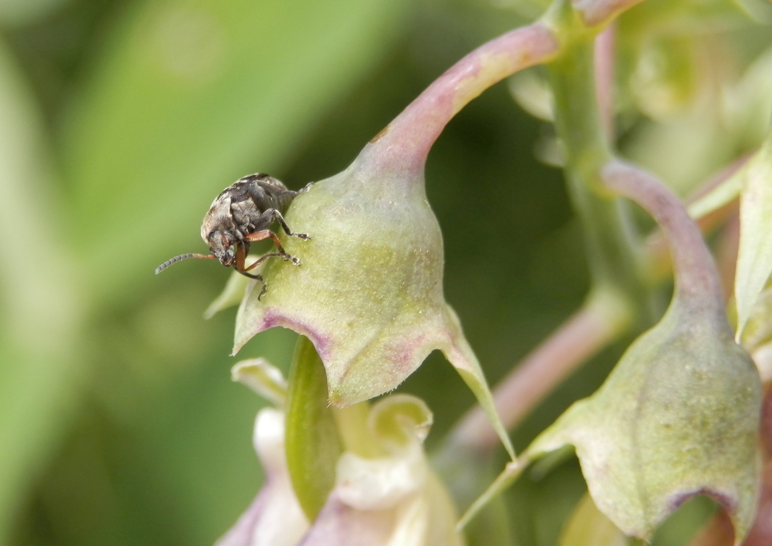 Dunkler Samenkäfer (Bruchus affinis)