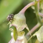 Dunkler Samenkäfer (Bruchus affinis)