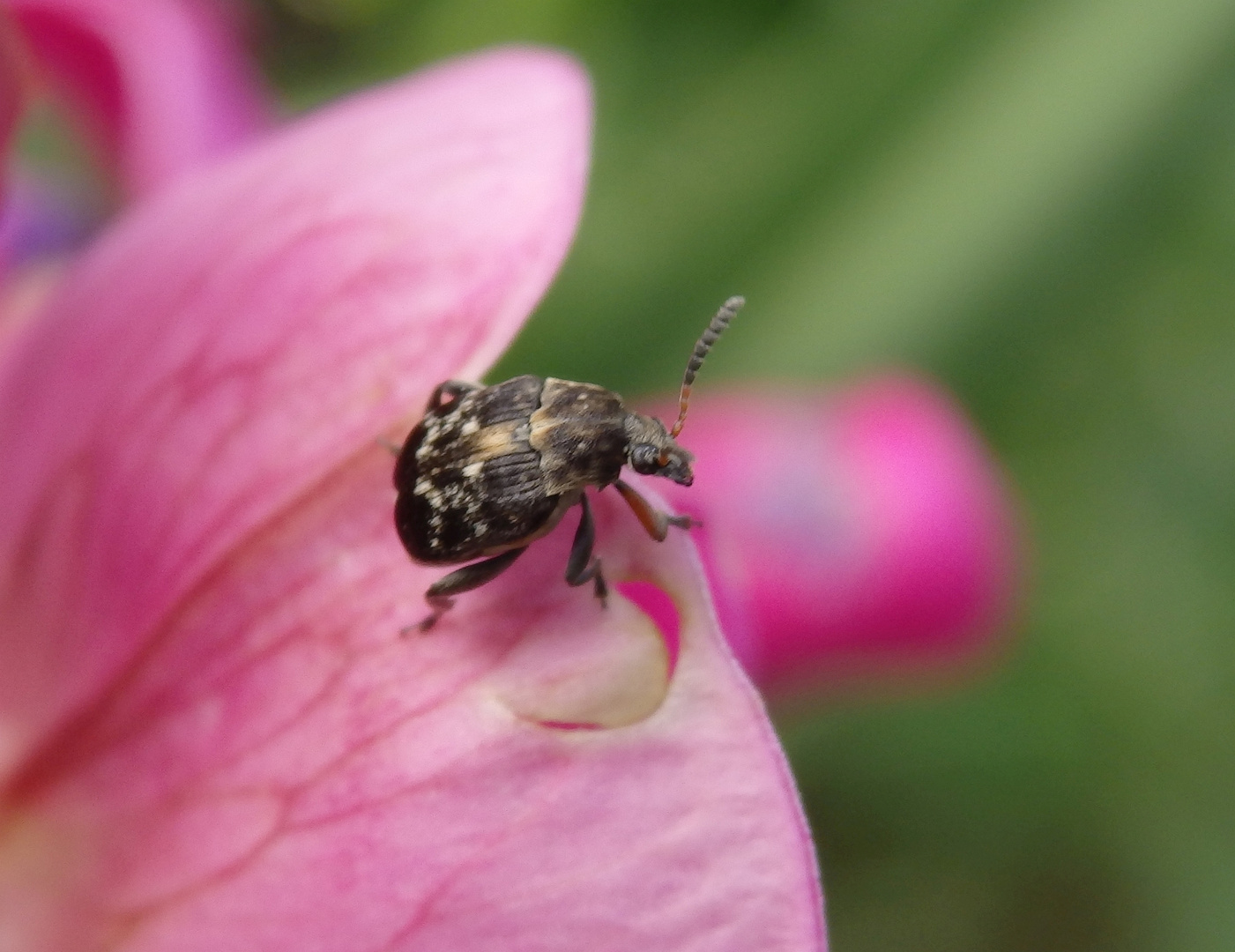 Dunkler Samenkäfer (Bruchus affinis)