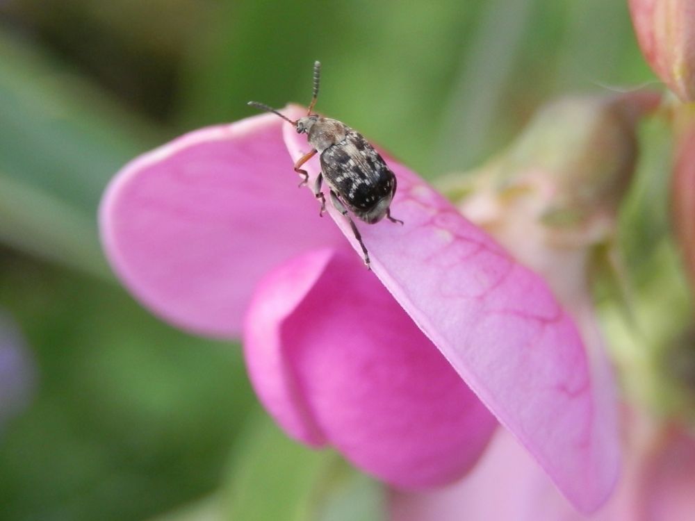 Dunkler Samenkäfer (Bruchus affinis) auf einer Gartenwicke