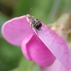 Dunkler Samenkäfer (Bruchus affinis) auf einer Gartenwicke