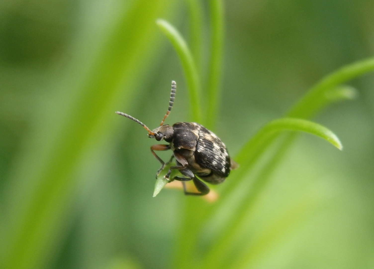 Dunkler Samenkäfer (Bruchus affinis)