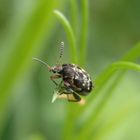 Dunkler Samenkäfer (Bruchus affinis)