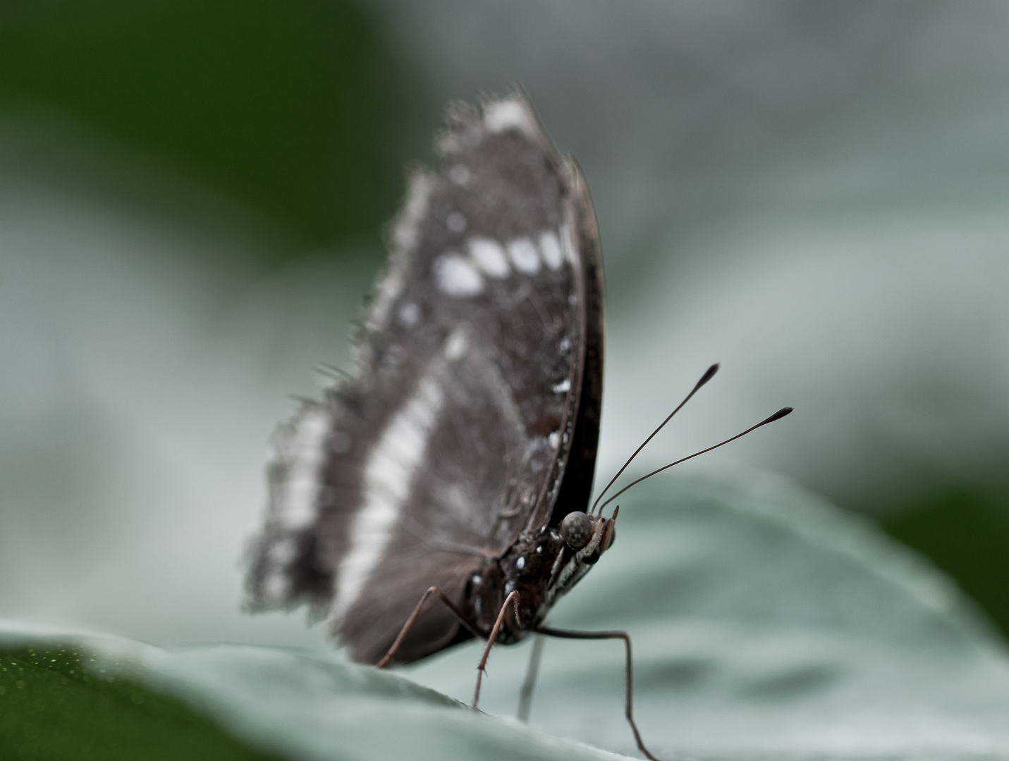 Dunkler Schmetterling