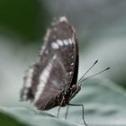 Dunkler Schmetterling