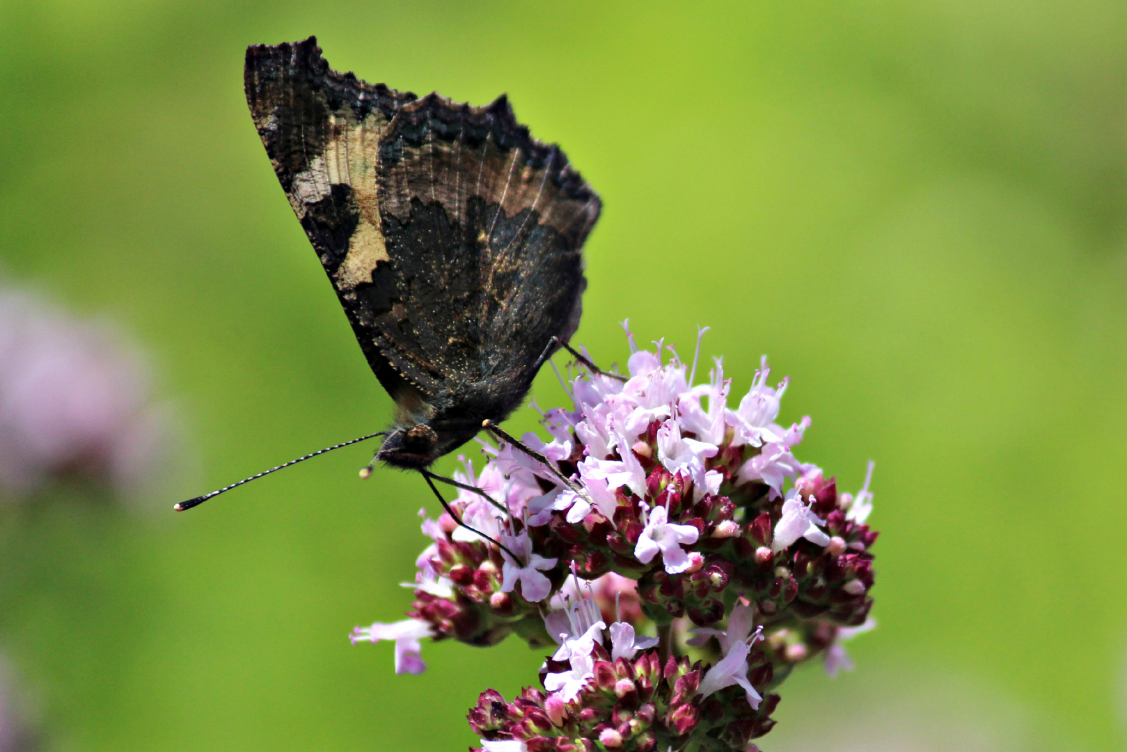 dunkler Schmetterling