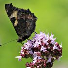 dunkler Schmetterling