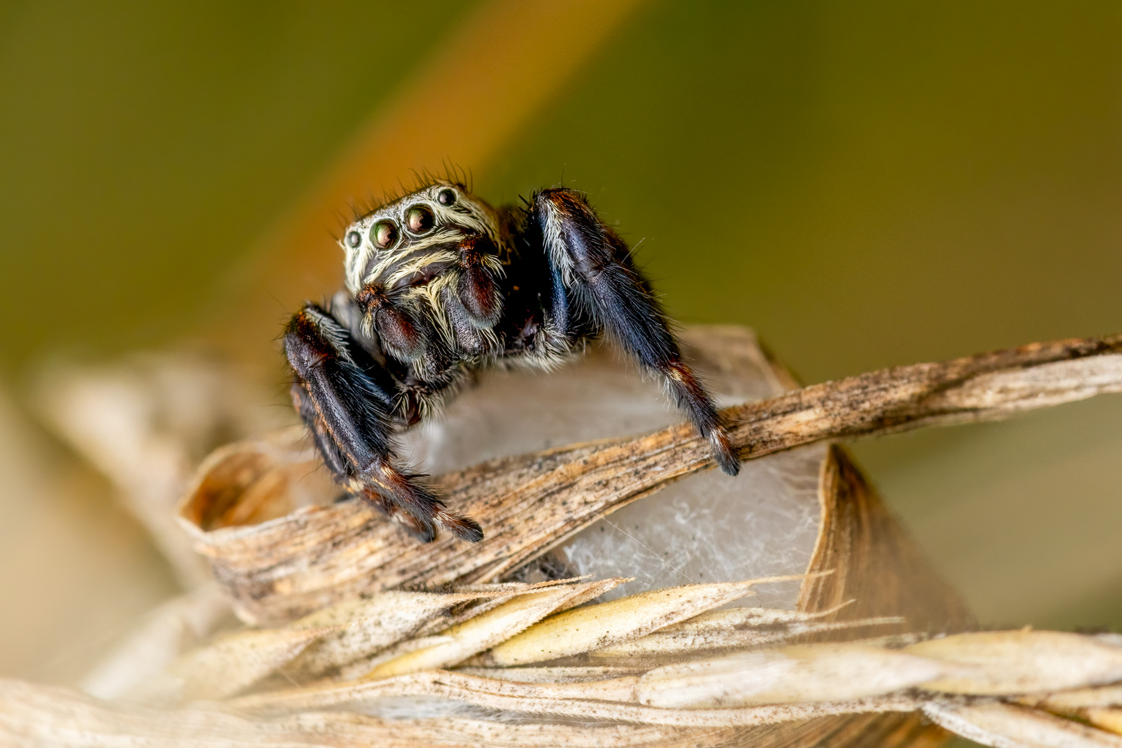 Dunkler Sichelspringer (Evarcha arcuata)