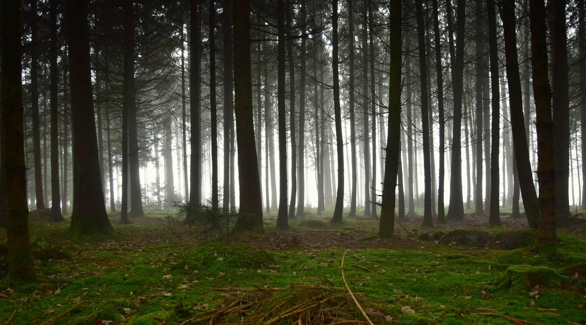 Dunkler Tannenwald im Nebel