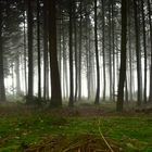 Dunkler Tannenwald im Nebel