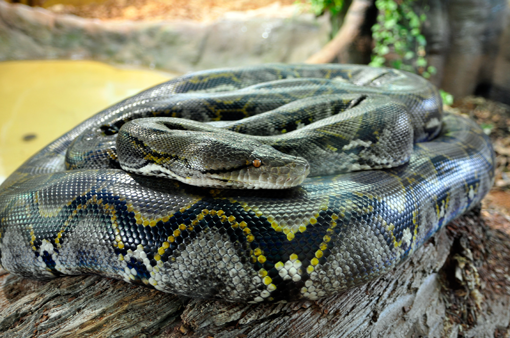 dunkler Tigerpython Foto & Bild | tiere, zoo, wildpark & falknerei ...