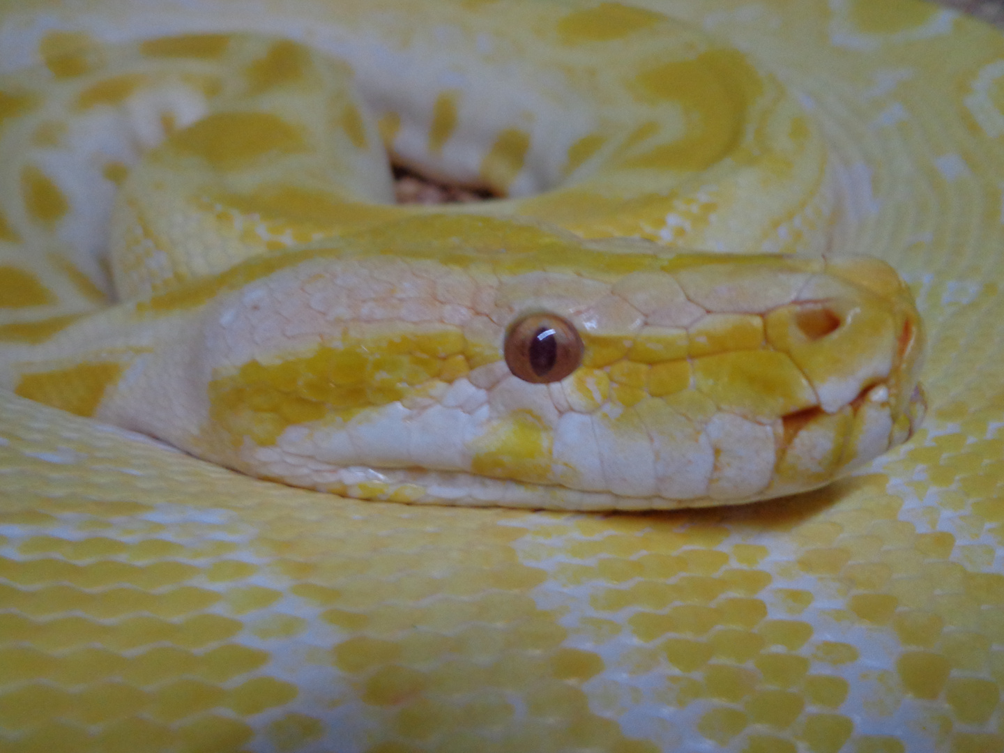 Dunkler Tigerpython ( Albino )