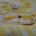 Dunkler Tigerpython ( Albino )