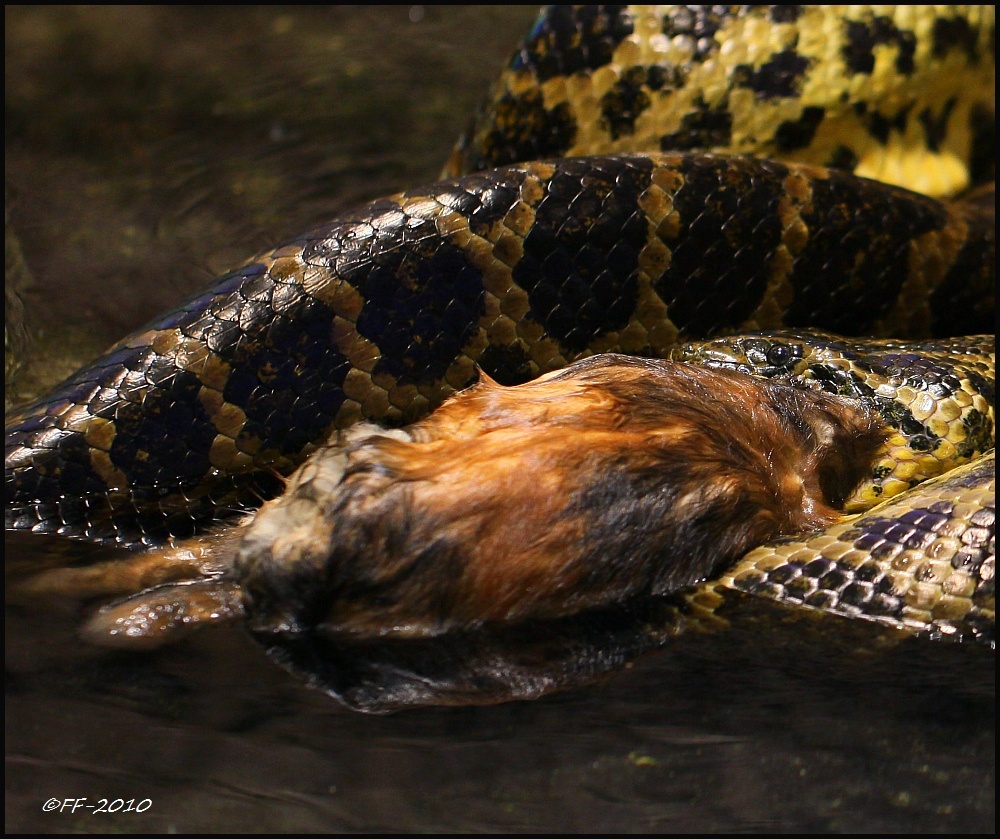 ... Dunkler Tigerpython beim Speisen ...