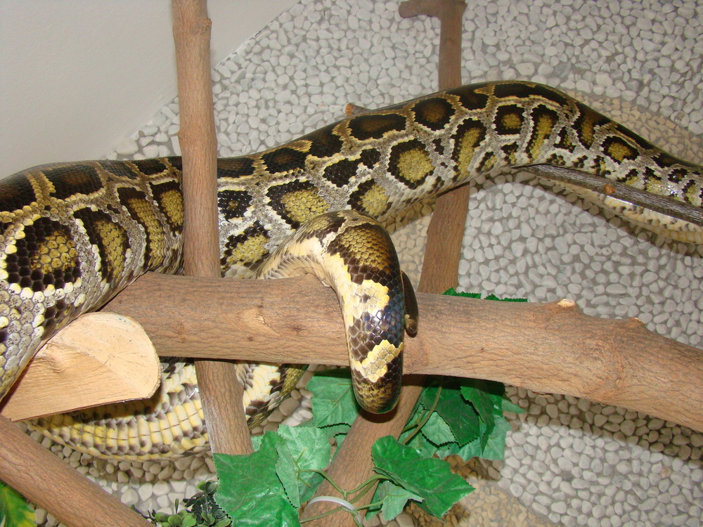 Dunkler Tigerpython - Python Molurus Bivittatus 2