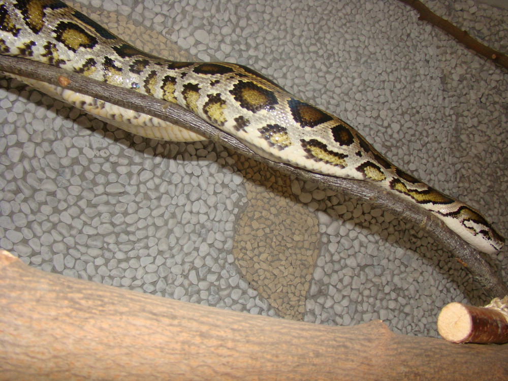 Dunkler Tigerpython - Python Molurus Bivittatus 3 Foto & Bild | tiere ...