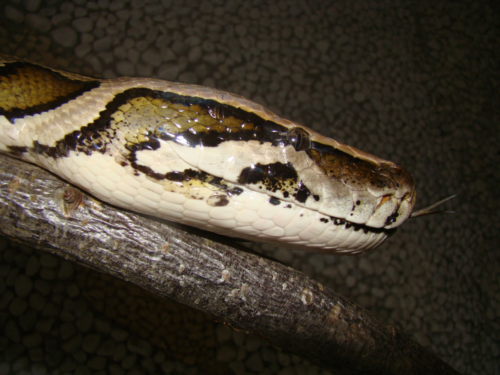 Dunkler Tigerpython - Python Molurus Bivittatus 4