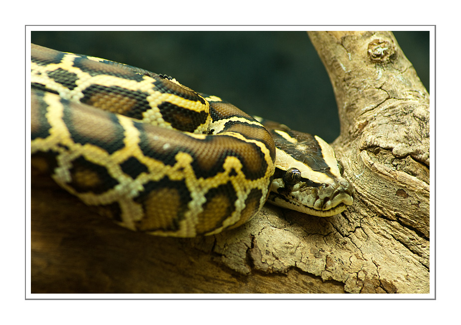 Dunkler Tigerpython (Python molurus)