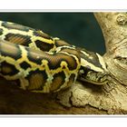 Dunkler Tigerpython (Python molurus)