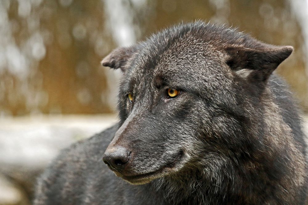 Dunkler Timberwolf Foto & Bild natur, tiere, zoo, wildpark