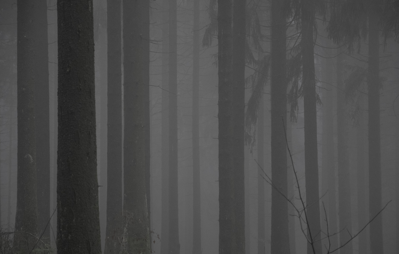 dunkler Wald
