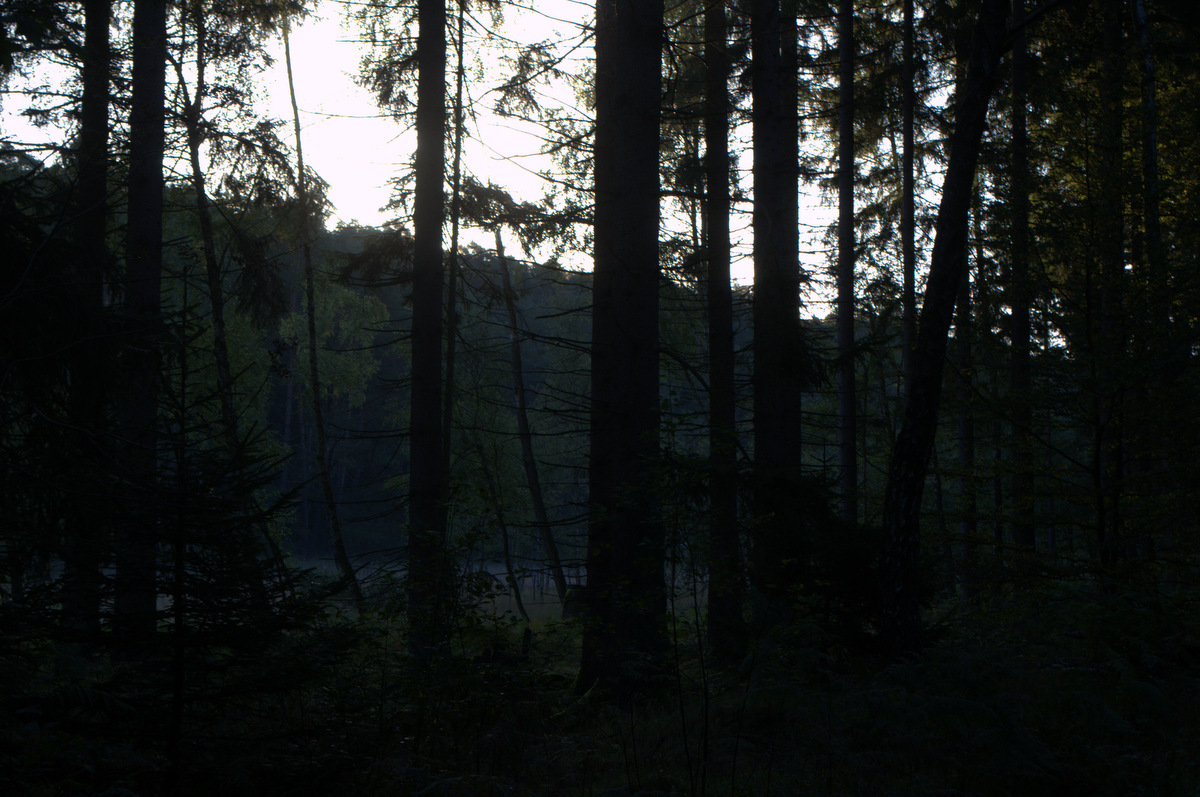 Dunkler Wald Foto & Bild landschaft, wald, herbst Bilder auf