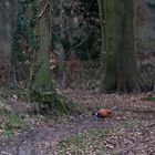 Dunkler Wald.                                             DSC_7861